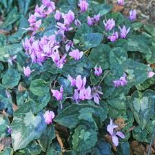 Attēlu rezultāti vaicājumam “Cyclamen hederifolium”