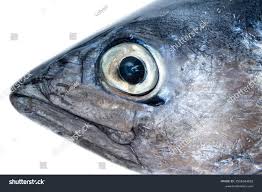 Image result for Euthynnus alletteratus