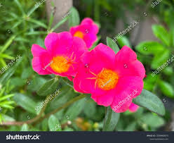 Attēlu rezultāti vaicājumam “Portulacaceae”