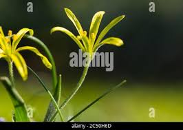Attēlu rezultāti vaicājumam “Gagea pratensis flower”