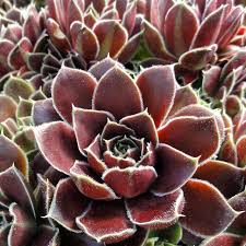 Attēlu rezultāti vaicājumam “Jovibarba globifera fruit”