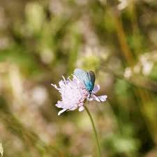 Attēlu rezultāti vaicājumam “Adscita statices”