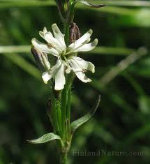 Attēlu rezultāti vaicājumam “Silene tatarica flower”