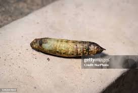 Attēlu rezultāti vaicājumam “Aporia crataegi pupa”