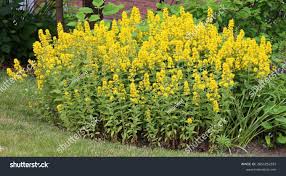 Attēlu rezultāti vaicājumam “Lysimachia punctata flower”