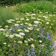 Attēlu rezultāti vaicājumam “Cenolophium denudatum”