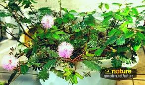 Image result for pohon semalu images