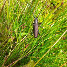 Attēlu rezultāti vaicājumam “Diachea muscorum macro”