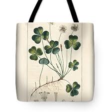 Attēlu rezultāti vaicājumam “Oxalis acetosella leaf”