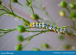 Attēlu rezultāti vaicājumam “Shargacucullia scrophulariae larva”