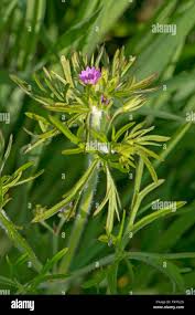 Attēlu rezultāti vaicājumam “Geranium dissectum flower”