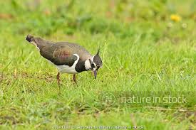 Attēlu rezultāti vaicājumam “Vanellus vanellus adult”