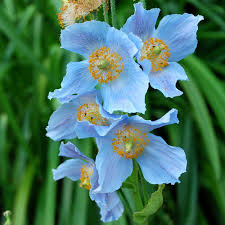 Image result for Meconopsis betonicifolia alba