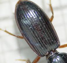 Attēlu rezultāti vaicājumam “Clivina fossor”