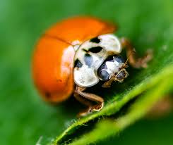 Attēlu rezultāti vaicājumam “Adalia decempunctata”