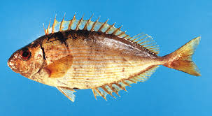 Image result for Siganus rivulatus