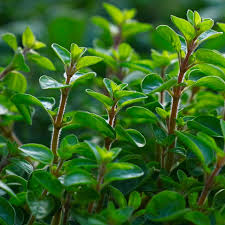 Image result for Origanum majorana