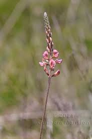 Attēlu rezultāti vaicājumam “Onobrychis arenaria”