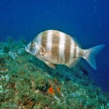 Image result for Diplodus cervinus