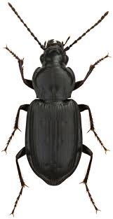 Attēlu rezultāti vaicājumam “Pterostichus quadrifoveolatus”