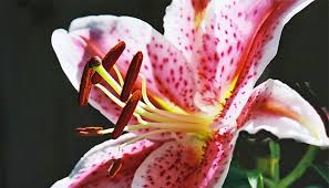 Image result for Lilie