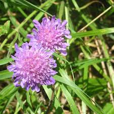 Attēlu rezultāti vaicājumam “Succisa pratensis leaf”