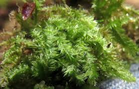 Attēlu rezultāti vaicājumam “Plagiothecium latebricola macro”