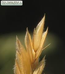 Attēlu rezultāti vaicājumam “Anthoxanthum odoratum flower”
