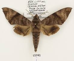 Attēlu rezultāti vaicājumam “Sphingidae”