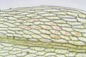 Attēlu rezultāti vaicājumam “Bryum rubens”