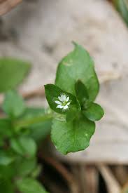 Attēlu rezultāti vaicājumam “Tubifera applanata sessile”