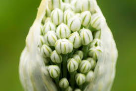 Attēlu rezultāti vaicājumam “Amarillidaceae”