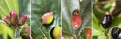 Attēlu rezultāti vaicājumam “Dianemataceae”