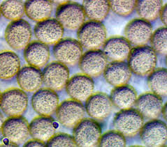 Attēlu rezultāti vaicājumam “Comatricha pulchella macro”