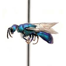 Attēlu rezultāti vaicājumam “Chrysididae”