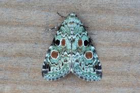 Attēlu rezultāti vaicājumam “Noctuidae”