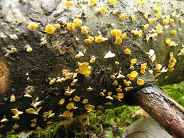 Attēlu rezultāti vaicājumam “Lachnellula willkommii”