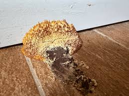 Attēlu rezultāti vaicājumam “Craterium minutum stalked”