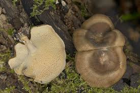 Attēlu rezultāti vaicājumam “Polyporus brumalis”