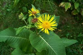 Attēlu rezultāti vaicājumam “Inula helenium leaf”