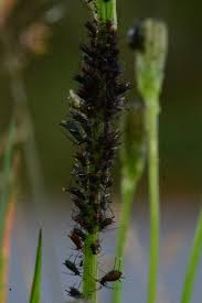 Attēlu rezultāti vaicājumam “Uroleucon hypochoeridis”