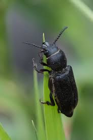 Attēlu rezultāti vaicājumam “Spondylis buprestoides”