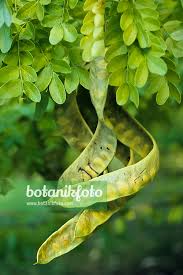 Attēlu rezultāti vaicājumam “Gleditsia triacanthos fruit”