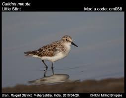 Attēlu rezultāti vaicājumam “Calidris minuta”