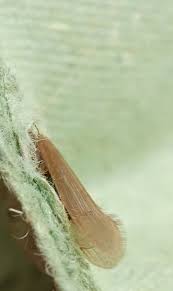 Attēlu rezultāti vaicājumam “Oecetis ochracea”