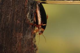 Attēlu rezultāti vaicājumam “Hydaticus transversalis”