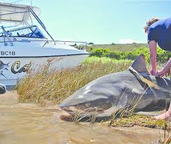 Image result for Pseudomyxus capensis