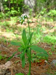Attēlu rezultāti vaicājumam “Viola arvensis flower”