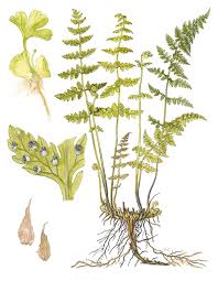 Attēlu rezultāti vaicājumam “Cystopteris fragilis”