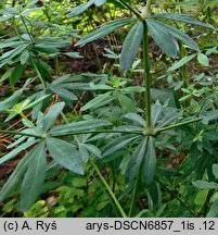 Attēlu rezultāti vaicājumam “Galium schultesii”